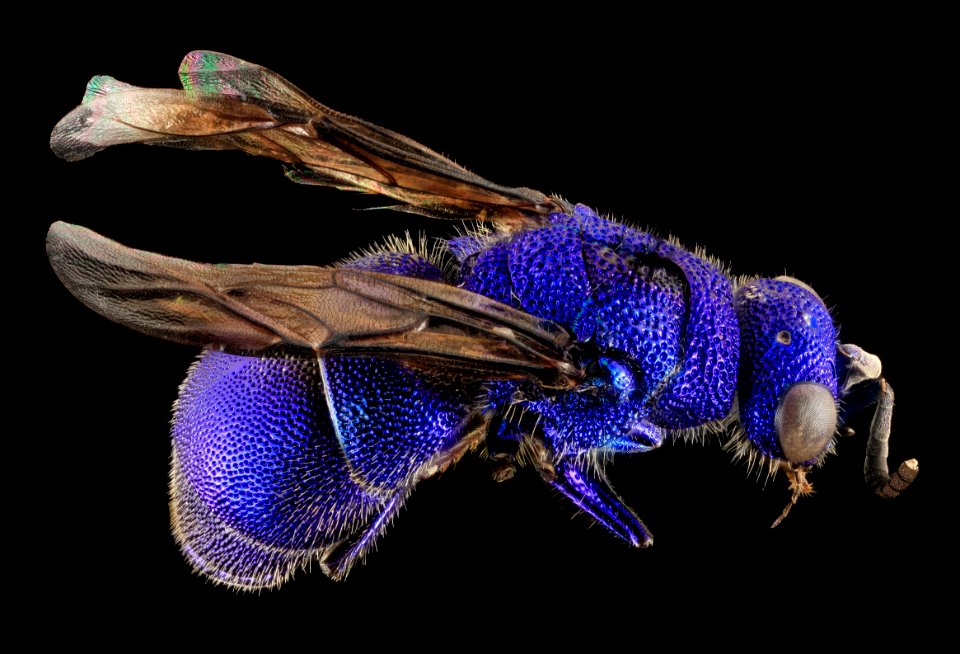 Ceratochrysis declinus Bohart, U, Back, MD, Baltimore County 2014-02-28-11.28.30 ZS PMax