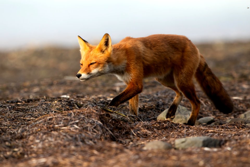 Red fox at Izembek Lagoon