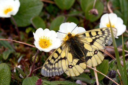 Parnassian on avens