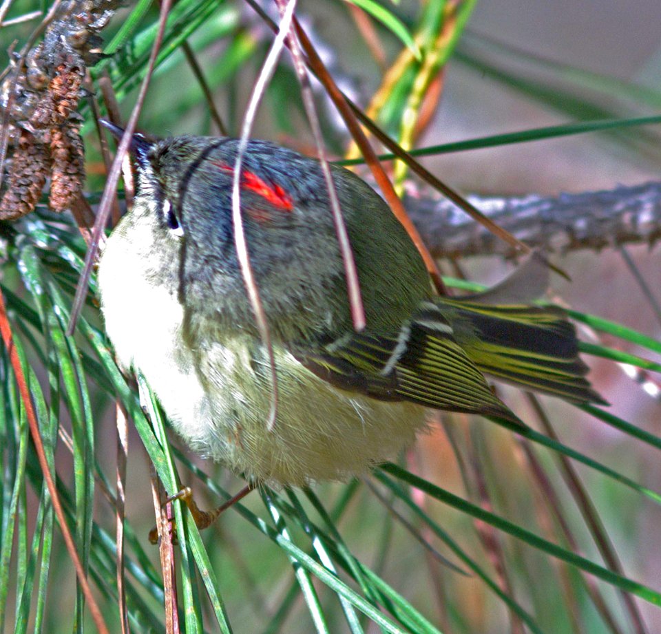 KINGLET, RUBY-CROWNED (1-7-08)
