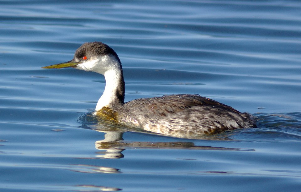 GREBE, WESTERN (12-25-07) -2