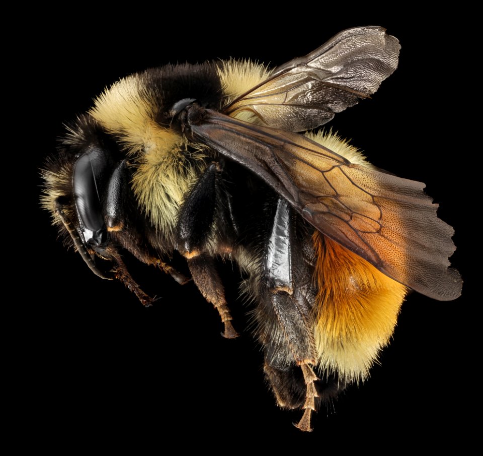 Bombus ternarius, F, Side, NY, Franklin County 2014-07-01-16.36