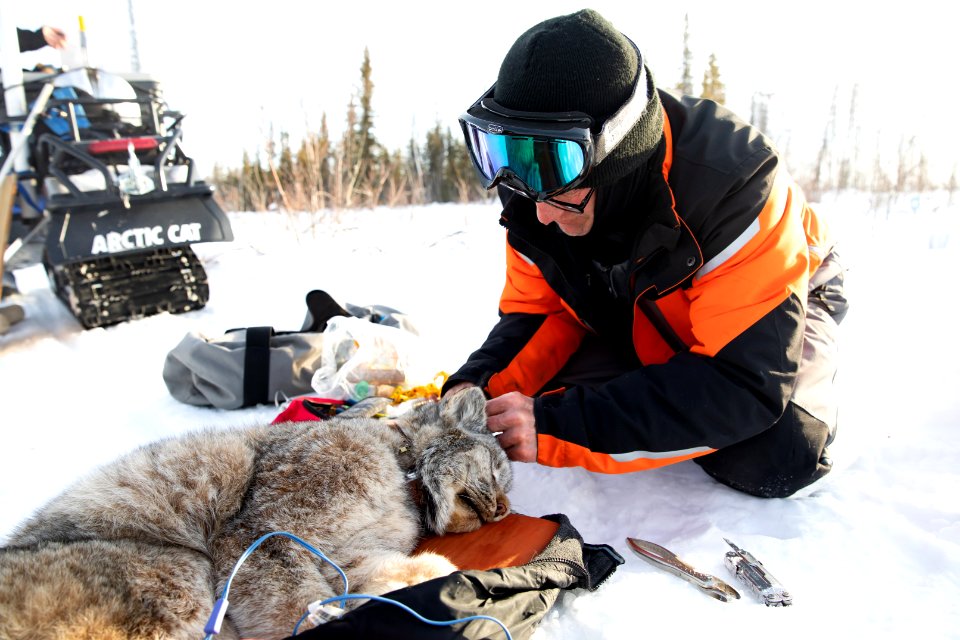 Lynx Project At Yukon Flats National Wildlife Refuge