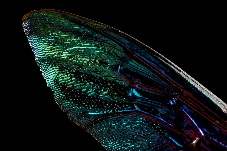 xylocopa pop green, f,thailand, wing 2014-08-14-21.44.37 ZS PMax