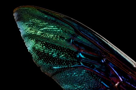 xylocopa pop green, f,thailand, wing 2014-08-14-21.44.37 ZS PMax photo