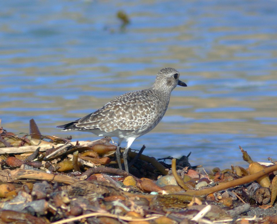 PLOVER, BLACK-BELLIED (12-24-07) -2