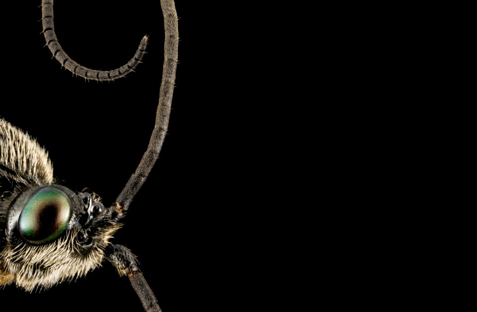 Braconid Wasp, unknown, side, MD, Prince Georges 2014-03-21-09.08.46 ZS PMax