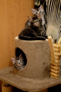 Chatons GALIT 13.12.2015 - Février 2016