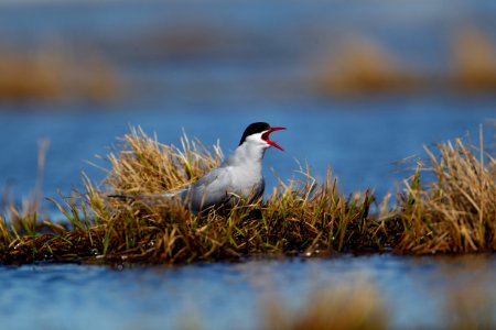Arctic tern photo