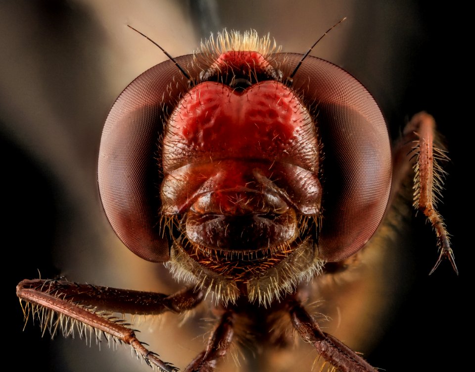 Sympetrum?, face, Beltsville, md 2013-10-25-10.45.47 ZS PMax