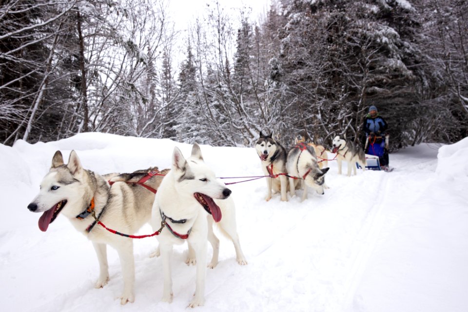 Recreational dog mushing in the snowy forest.