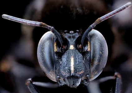 Eulaema cingulata, m, face 2020-12-09-19.08.27 ZS PMax UDR