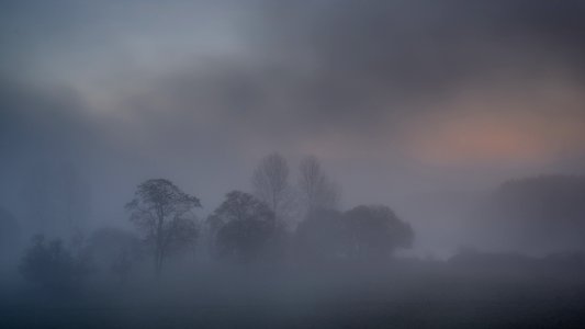 Bäume im Nebel photo
