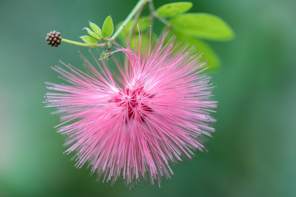 Blumen gehen immer