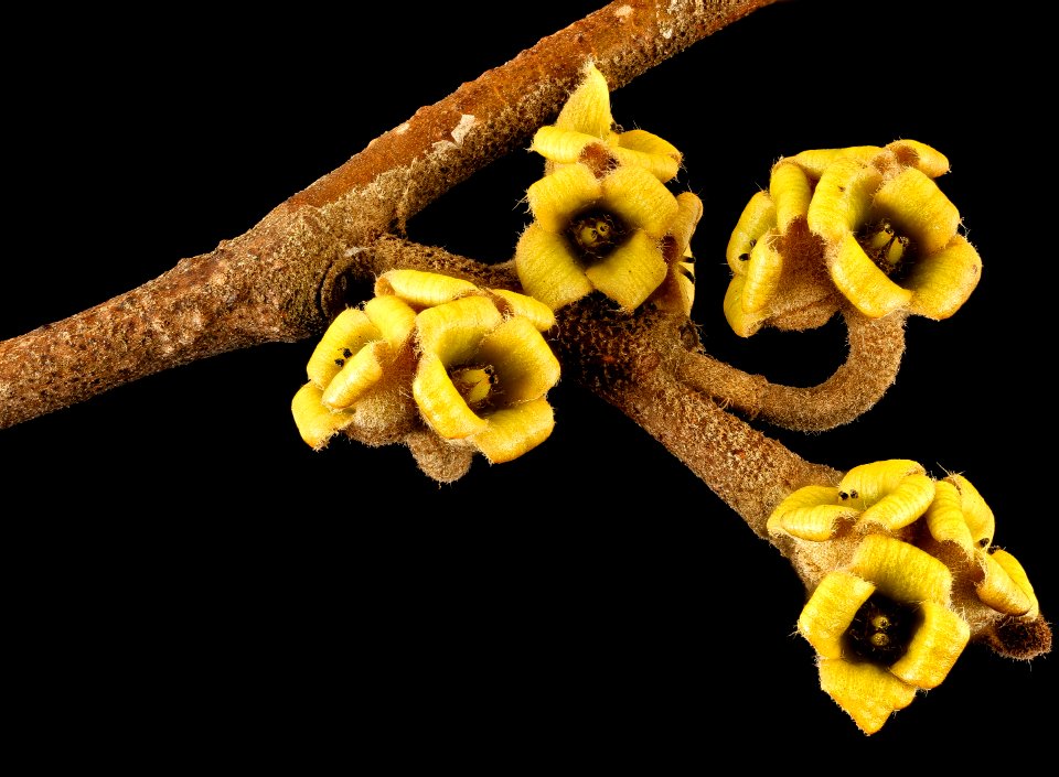 Hamamelis virginiana,witch hazel calyx Howard County MD, Helen Lowe Metzman 2017-03-16-16.42
