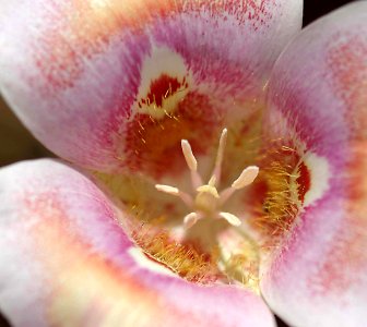 Flowers-44