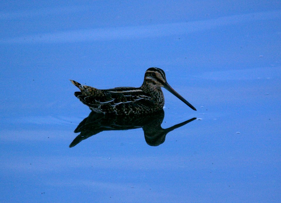 SNIPE, WILSON'S (11-16-07) atascadero -01