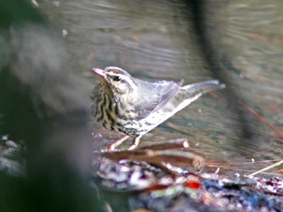 WATERTHRUSH, NORTHERN (10-5-09) oceano c g -02