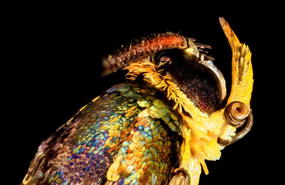 moth, beltsville, md 2013-07-12-18.18.26 ZS PMax