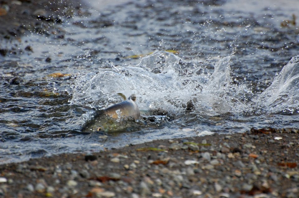 pink salmon moving through shallows 2