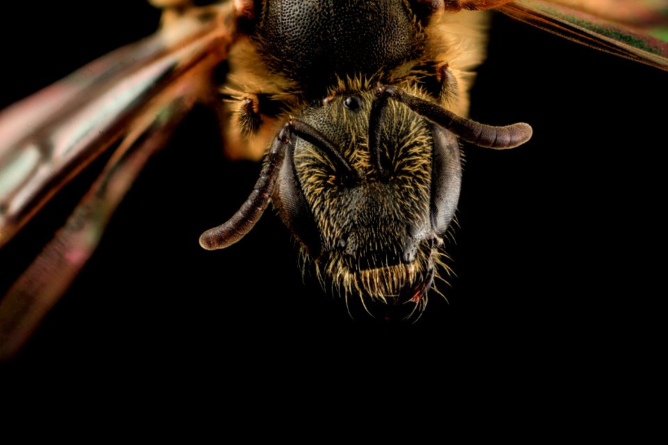 Lasioglossum albipes, f, face, france 2014-06-04-10.29