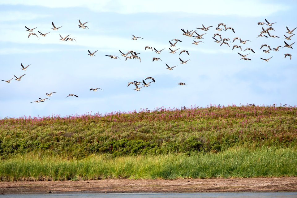 Black Brant at Izembek Lagoon photo