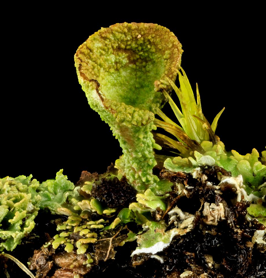 lichen and moss2, beltsville, md 2014-04-15-18.40.46 ZS PMax photo