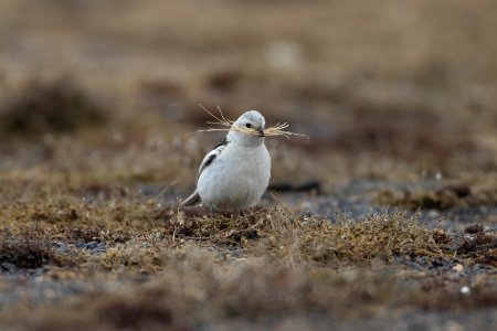 Snow bunting with nest material photo