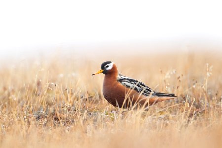 Red Phalarope female