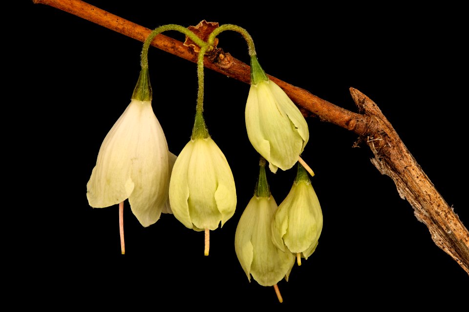 Halesia tetraptera, Silverbell or Snowdrop Tree, Styracaceae 2, Howard County, Md, not native here 2018-05-17-16.33.40 ZS