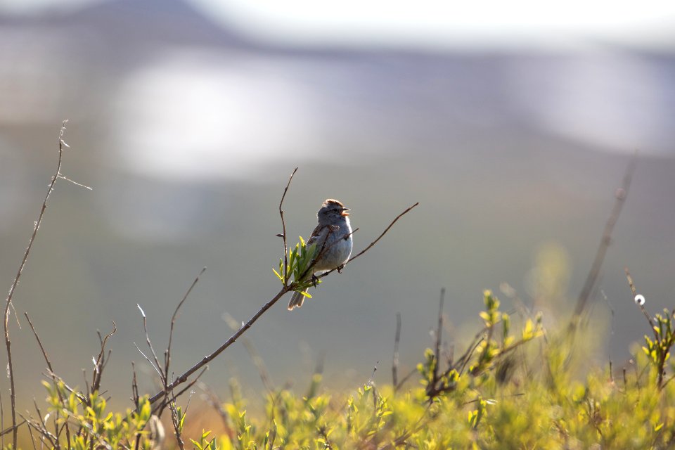 American tree sparrow singing