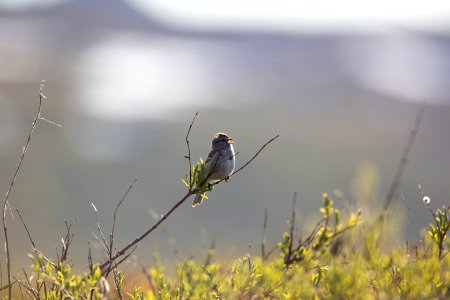 American tree sparrow singing photo