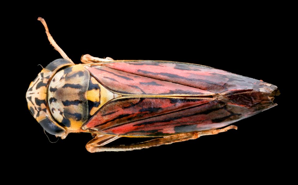 Leafhopper, u, back, Dominican Republic 2019-12-18-10.42.29 ZS PMax UDR