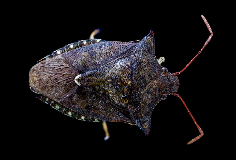 stink bug 9-1-2020 top hor. jade louis 2020-09-01-19.57.49 ZS PMax UDR