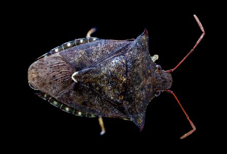 stink bug 9-1-2020 top hor. jade louis 2020-09-01-19.57.49 ZS PMax UDR