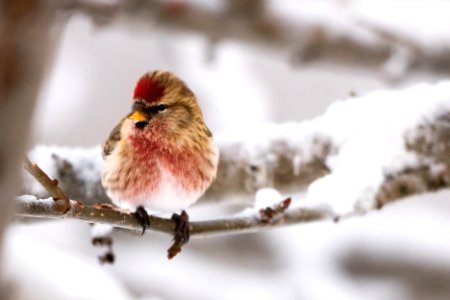 Common redpoll photo