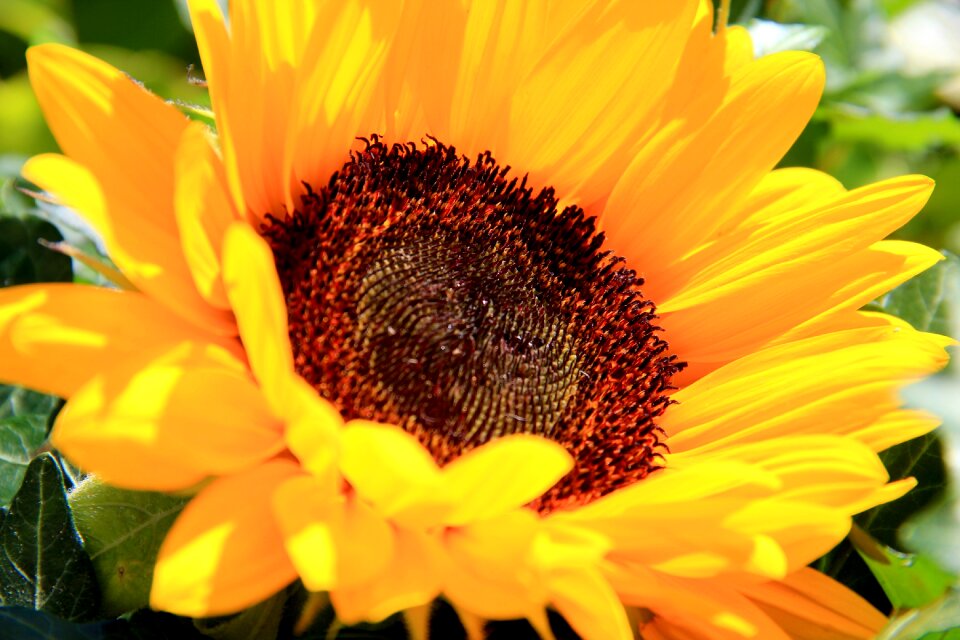 Bloom yellow flower