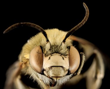 Anthophora montana, M, Face, Larimer Co, CO 2013-12-11-11.32.09 ZS PMax photo