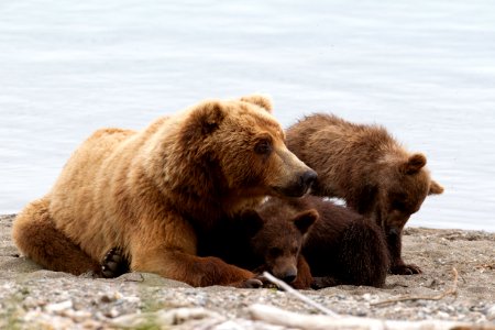Sow and cubs