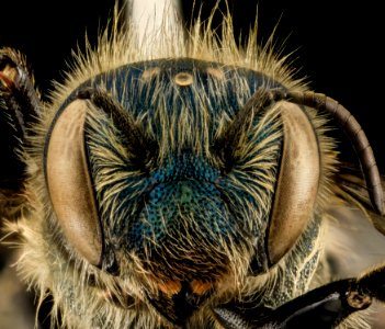 Osmia inspergens, F, Face, MA, Barnstable County 2014-04-11-17.13.32 ZS PMax photo