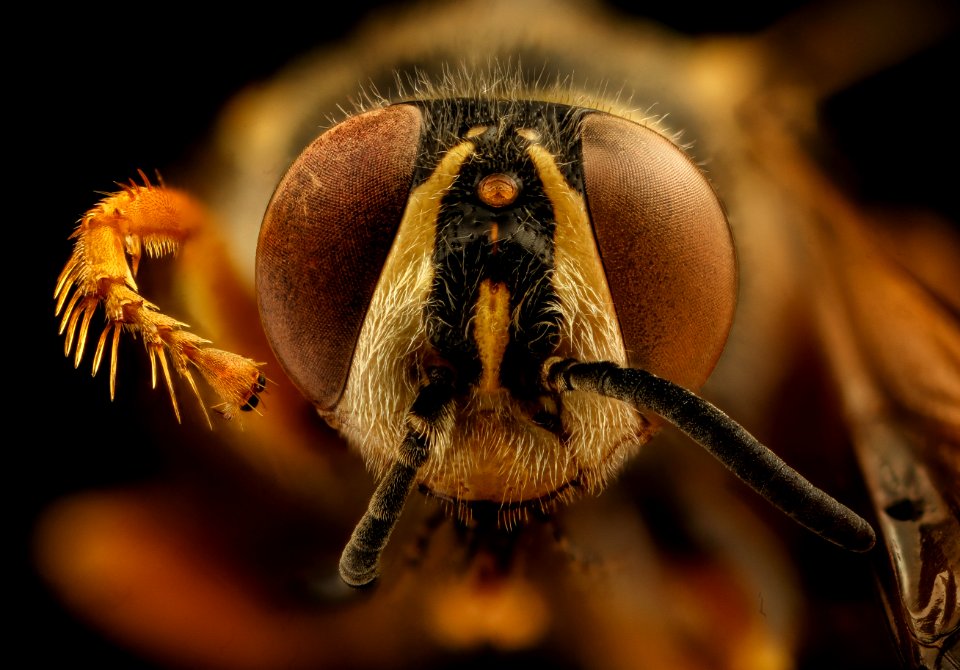 African Wasp, f, face, Kruger National Park, South Africa Mpumalanga 2018-08-10-11.07.17 ZS PMax UDR