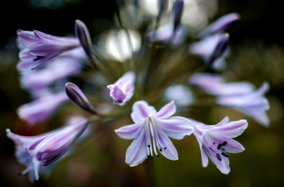 The Flower Explosion