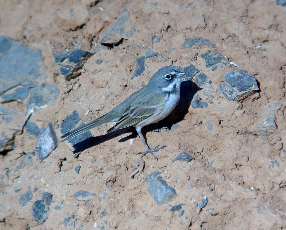 BELL'S SPARROW (canescens?) (10-7-07) Quail Springs, carrizo plain nat mon, slo co, ca -22