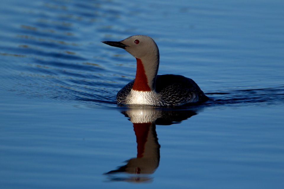 Red-throated loon approach