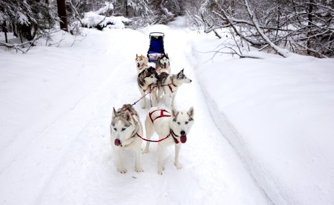Recreational dog mushing in the snowy forest. photo