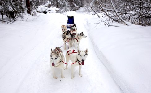 Recreational dog mushing in the snowy forest.