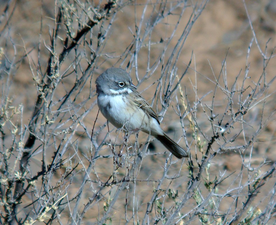 BELL'S SPARROW (canescens?) (10-7-07) Quail Springs, carrizo plain nat mon, slo co, ca -31