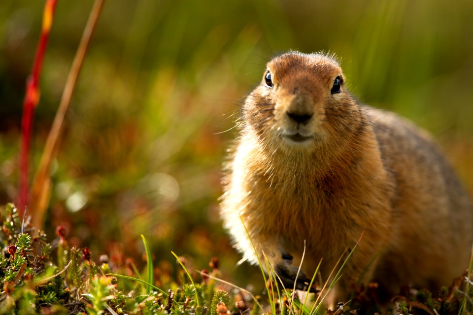Arctic ground squirrel
