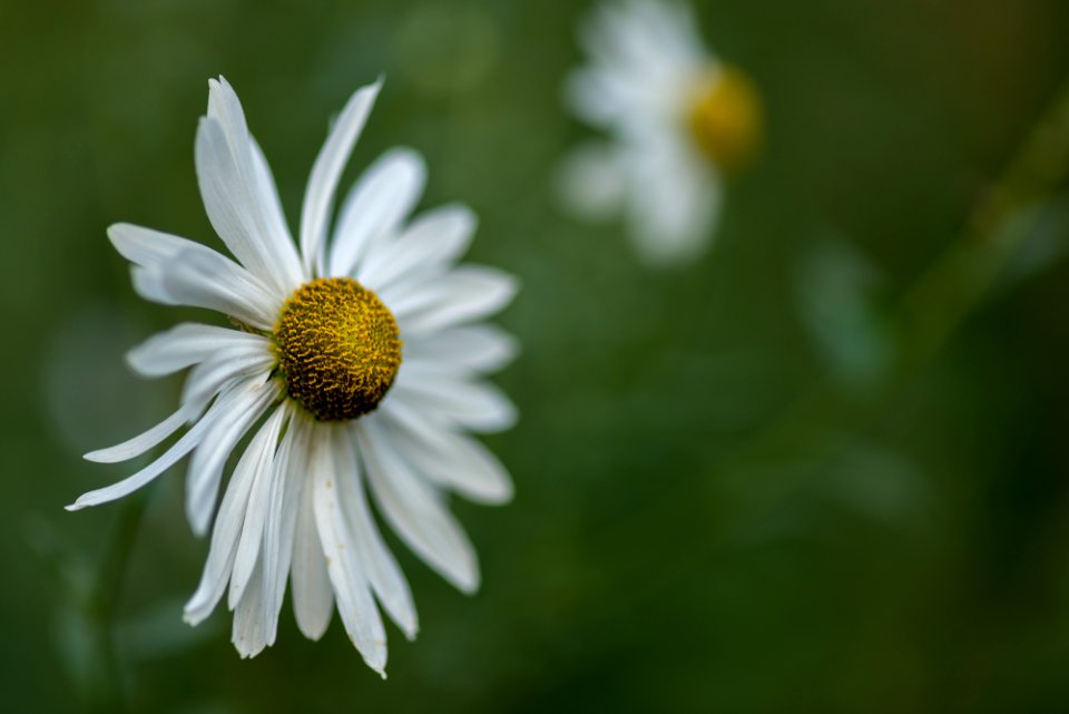 Blumen gehen immer