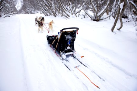 Recreational dog mushing in the snowy forest.